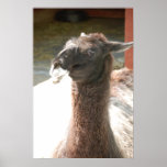 Llama Posters