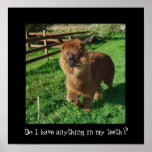 Llama with grass in teeth poster