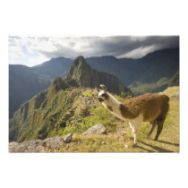 LLamas and an over look of Machu Picchu,
