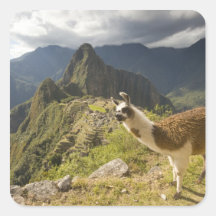 LLamas and an over look of Machu Picchu, Sticker