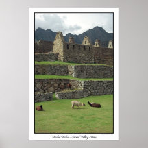 Llamas of Machu Picchu  Peru Print