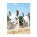 Llamas Postcard