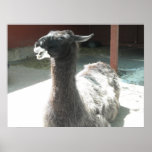 Lllama Posters