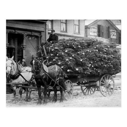 Load of Xmas Trees, 1910 Postcards