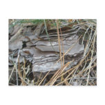 Lob Lolly Pine Bark Postcard