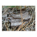 Lob Lolly Pine Bark Postcard