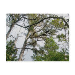 Lob Lolly Pine Postcard