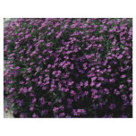 Lobelia bush flyers