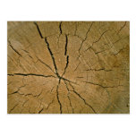 Log, cross-section postcard