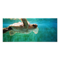 Loggerhead #1 Photo