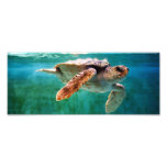 Loggerhead #2 Photo