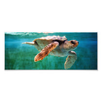 Loggerhead #2 Photo
