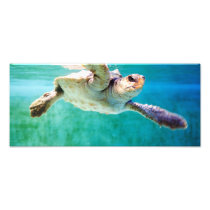 Loggerhead #3 Photo