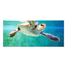 Loggerhead #3 Photo