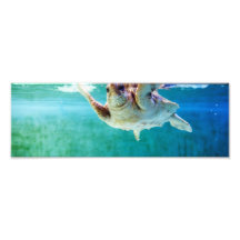 Loggerhead #5 Photo