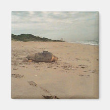 Loggerhead Sea Turtle with Satellite Transmitter Refrigerator Magnets