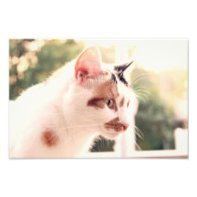 Lola 1 photo print