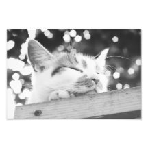 Lola 2 photographic print