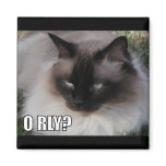 LOLCat 4