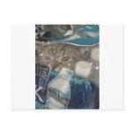 lolcat postcards