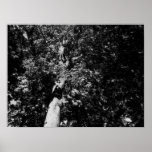London Plane Tree - B&W posters
