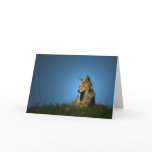 Lone Coyote cards