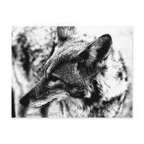 Lone Desert Coyote, D.B. Martin  2005 Postcard