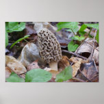 Lone Grey Morel Mushroom Print