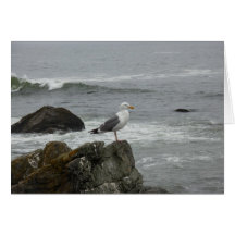 Lone gull card