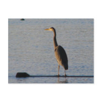 Lone Heron Postcards