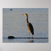 Lone Heron Poster