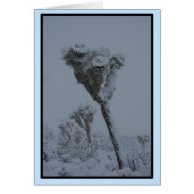 Lone Joshua Tree Cards