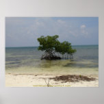 Lone Mangrove Tree posters