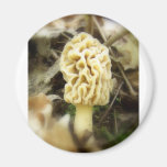Lone Morel Fridge Magnets