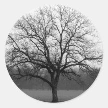 Lone Oak Sticker