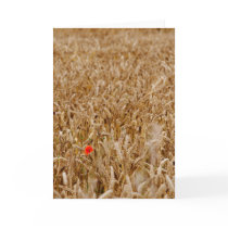 Lone Poppy Greeting Card