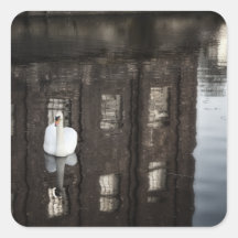 Lone Swan Stickers