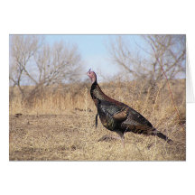 Lone Turkey Greeting Cards