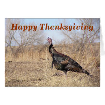 Lone Turkey Thanksgiving Card