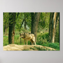 Lone Wolf Print