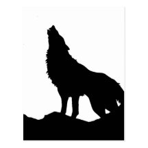 Lone Wolf Standing on a Hill Post Card