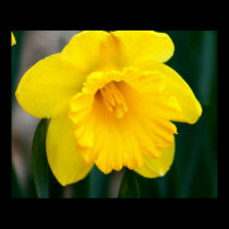 Lone Yellow Daffodil posters