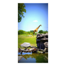 Lonely Giraffe Photo Cards