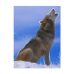 Lonely Howling Endangered Grey Wolf postcards