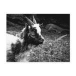 Lonely Kid | Young Bagot Goat Photography Postcard