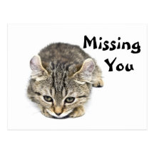 Lonely Kitten Postcard