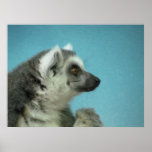 Lonely Lemur posters