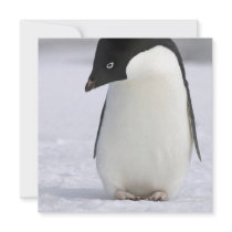 Lonely Penguin Invitations