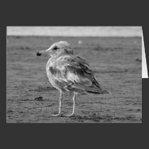 Lonely Seagull (b&w) Notecard cards