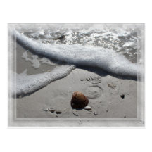 Lonely seashell on the Florida beach Post Card